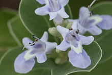 ハマゴウ(浜栲)