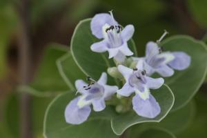 ハマゴウ(浜栲)