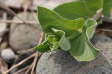 ハマゴウ(浜栲)