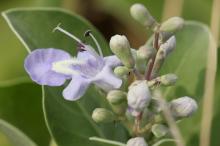 ハマゴウ(浜栲)