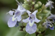 ハマゴウ(浜栲)