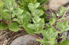 ハマゴウ(浜栲)