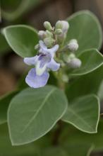 ハマゴウ(浜栲)