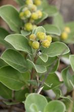 ハマゴウ(浜栲)