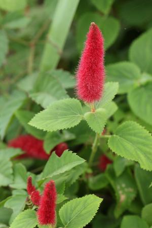 キャッツテール