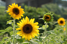 ヒマワリ(向日葵)