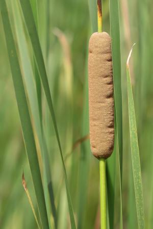 ガマ(蒲)