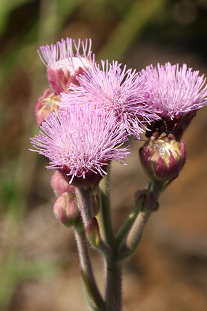 ポンポンアザミ