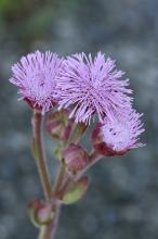 ポンポンアザミ