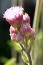 ポンポンアザミ