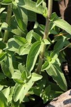 ポンポンアザミ