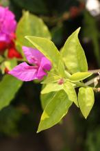 ブーゲンビリア