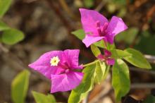 ブーゲンビリア