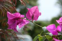 ブーゲンビリア