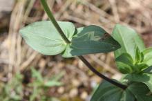 ジニア(ヒャクニチソウ)