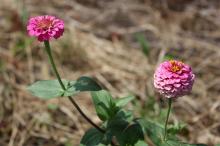 ジニア(ヒャクニチソウ)