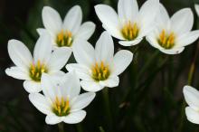 タマスダレ(玉簾)