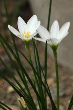 タマスダレ(玉簾)