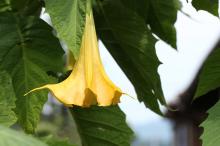 キダチチョウセンアサガオ(ダチュラ)