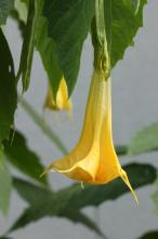 キダチチョウセンアサガオ(ダチュラ)