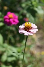 ジニア(ヒャクニチソウ)