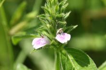 キツネノマゴ(狐の孫)