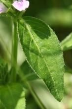 キツネノマゴ(狐の孫)