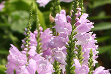 ハナトラノオ(花虎ノ尾)