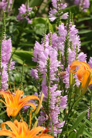 ハナトラノオ(花虎ノ尾)