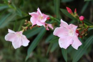 夾竹桃(キョウチクトウ)