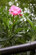 夾竹桃(キョウチクトウ)