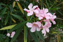 夾竹桃(キョウチクトウ)