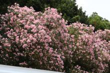 夾竹桃(キョウチクトウ)