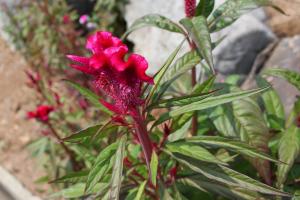 鶏頭(ケイトウ)