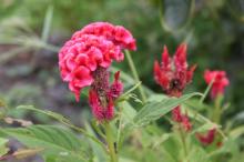 鶏頭(ケイトウ)