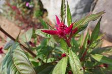 鶏頭(ケイトウ)