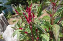 鶏頭(ケイトウ)