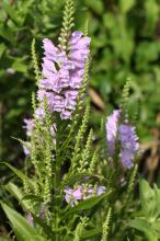 ハナトラノオ(花虎ノ尾)