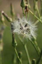 アキノノゲシ(秋の野芥子)