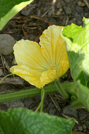 トウガン(冬瓜)