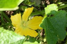 トウガン(冬瓜)