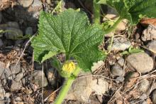 トウガン(冬瓜)