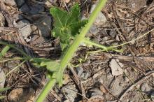 トウガン(冬瓜)