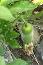 トウガン(冬瓜)