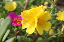 ポーチュラカ(ハナスベリヒユ)