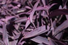 ムラサキゴテン(紫御殿)