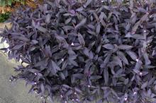 ムラサキゴテン(紫御殿)