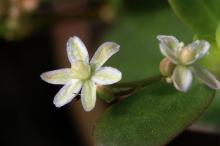 ザクロソウ(石榴草)