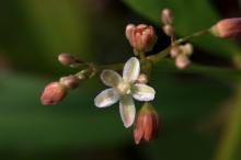 ザクロソウ(石榴草)