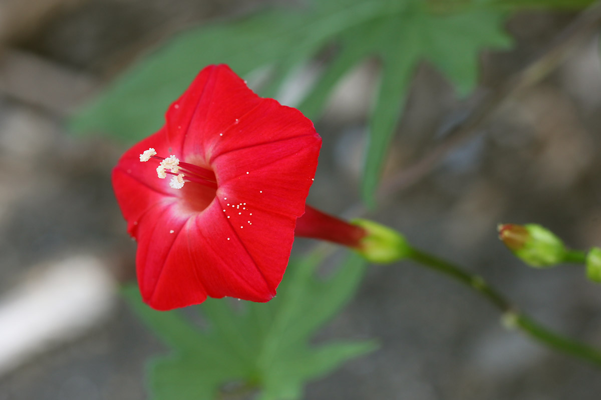 お花の写真集 モミジバルコウソウ 紅葉縷紅草